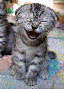 wiki:laugh_cat.gif